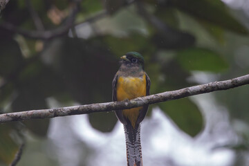 A Northern Black-throated Trogon in Costa Rica