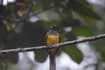 A Northern Black-throated Trogon in Costa Rica
