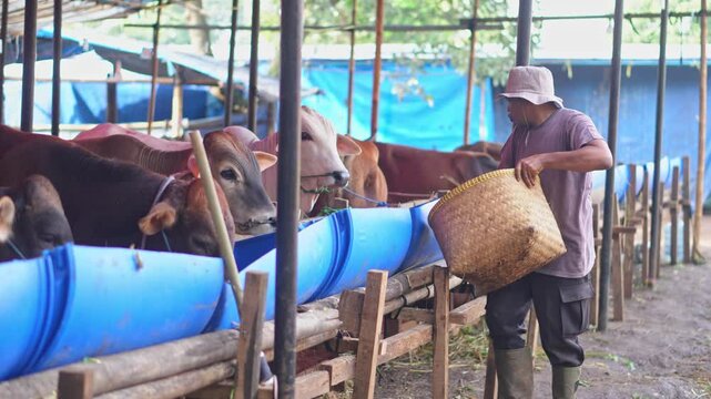 Male Farmer With Hat Feeding Cows In Cattle farm