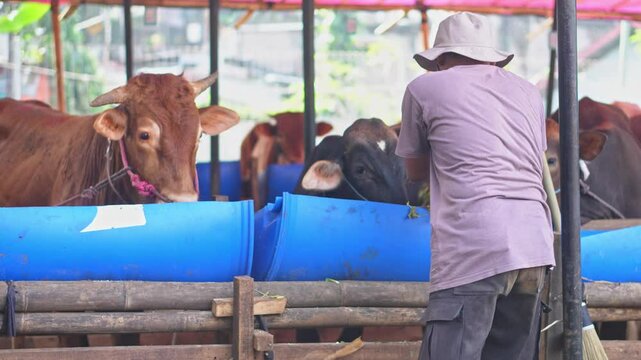 Rear View Of Male Farmer Feeding Cows In Rustic Cattle Farm Setting