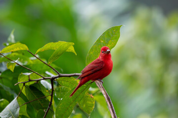 A Summer Tanager in Costa Rica