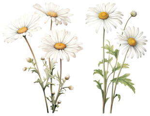 PNG Elegant daisies with green leaves, element set on transparent background