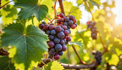 Close-up of purple grapes on vine in sunlit vineyard, harvest abundance