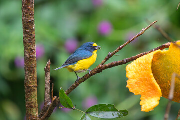 A Yellow-throated Euphonia in Costa Rica