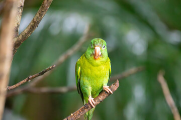 A Orange-chinned Parakeet in Costa Rica