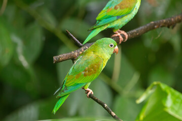A Orange-chinned Parakeet in Costa Rica