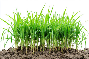 fresh green grass