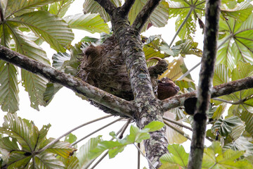 A Brown-throated Three-toed Sloth in Costa Rica