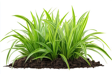 green plant isolated on white background