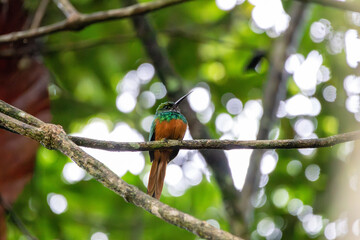 A Rufous-tailed Jacamar in Costa Rica