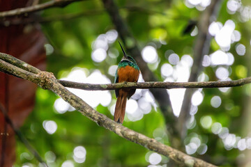 A Rufous-tailed Jacamar in Costa Rica