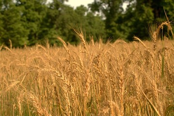 Fototapeta premium Golden wheat field