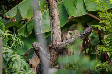 Zebra Dove (Geopelia striata) perched on a tree branch amid lush tropical foliage. Surrounded by...