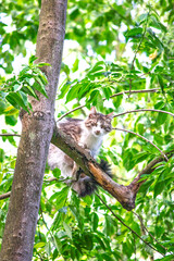 Cat on tree branch. Stray cat stuck in a tree safe from dogs. Animal. Waiting for help from the rescue team. Caring for pets. Vertical photo.	