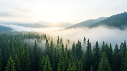 Fototapeta premium A serene aerial view of misty evergreen forests at sunrise, evoking tranquility and connection to nature.