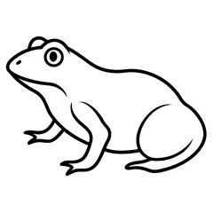 frog on white background