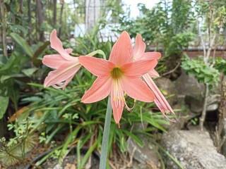 Fototapeta premium Blooming Pink Amaryllis Flower in Garden. Close-up of a blooming pink Amaryllis flower surrounded by green foliage in a lush tropical garden, natural and vibrant outdoor scene