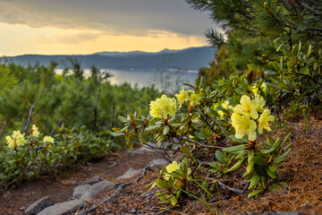 Blooming rhododendron aureum. View of beautiful wild rhododendron flowers on a mountain slope. In the distance, a sea bay. Magadan Region, Far East of Russia. Summer season, June