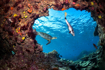 A sea turtle and a fish glide past a vibrant coral arch off Lady Elliot Island, surrounded by...