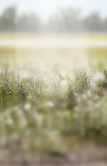 Misty morning meadow grass close up