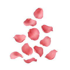 Fototapeta premium Dusty pink desert rose petals slightly twisted floating in air