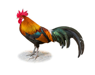 Colorful Bantam rooster standing on sand isolated on white background.