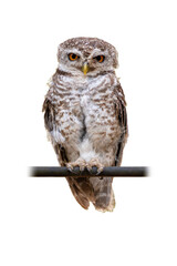 Spotted Owlet perched on branch isolated on white background.