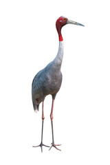 Full body of Sarus Crane standing isolated on white background.