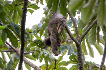 A Brown-throated Three-toed Sloth in Costa Rica