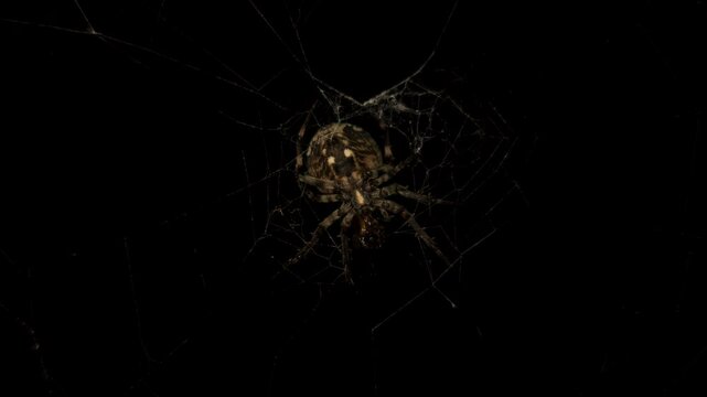 Spider sitting and feeding its prey on its weaved web isolated on a black background