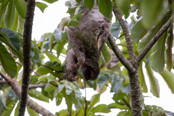 A Brown-throated Three-toed Sloth in Costa Rica