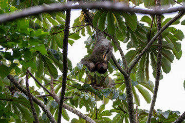 A Brown-throated Three-toed Sloth in Costa Rica