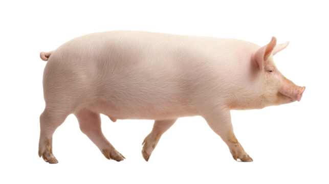 Charming side view of a plump pig strolling gracefully across a pristine white background, capturing the essence of farm life beauty and serenity
