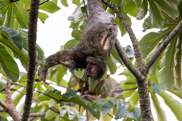 A Brown-throated Three-toed Sloth in Costa Rica