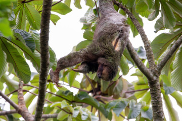 Fototapeta premium A Brown-throated Three-toed Sloth in Costa Rica