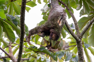 A Brown-throated Three-toed Sloth in Costa Rica © Matt