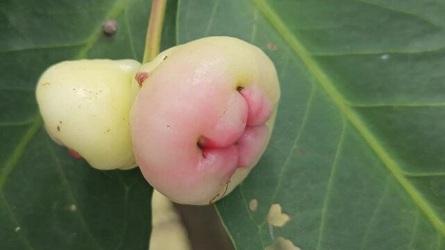 Syzygium samarangense has many common names depending on the region. Gulab Jamun, Jambos, Jambu, Malabar Plum, Panineer Champakka, Mountain Apple, Cloud apple, Wax apple, Malay apple, and Pau T&ecirc;e.