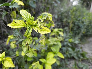 Malvastrum coromandelianum, Threelobe False Mallow, Broom weed, clock plant, as an expectorant,...