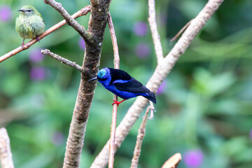 A Red-legged Honeycreeper in Costa Rica
