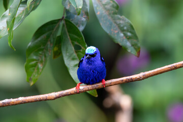A Red-legged Honeycreeper in Costa Rica