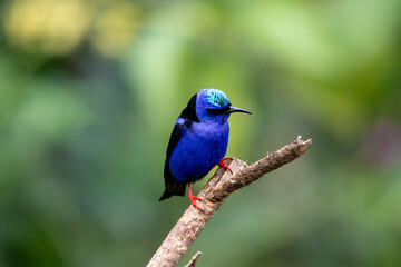 A Red-legged Honeycreeper in Costa Rica