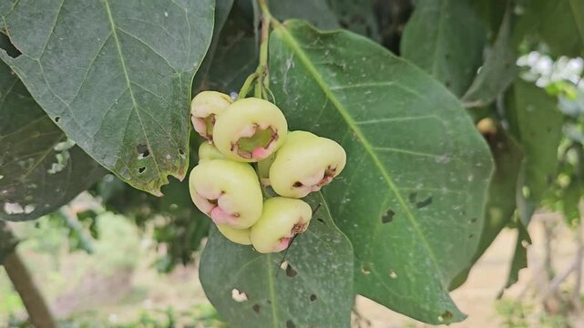Syzygium samarangense has many common names depending on the region. Gulab Jamun, Jambos, Jambu, Malabar Plum, Panineer Champakka, Mountain Apple, Cloud apple, Wax apple, Malay apple, and Pau T&ecirc;e.