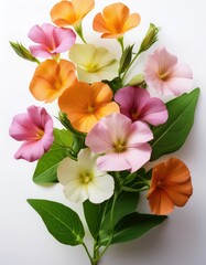 Four o'clock flowers