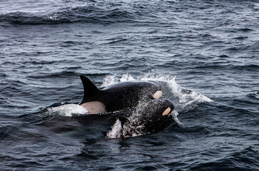 Fototapeta premium Absolutely wonderful image of a mum orca and her calf in the nature. Picture taken in Bremer Bay canyon in south western australia. Two orcas swimming at the surface of the ocean. 