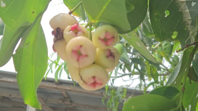 Syzygium samarangense has many common names depending on the region. Gulab Jamun, Jambos, Jambu, Malabar Plum, Panineer Champakka, Mountain Apple, Cloud apple, Wax apple, Malay apple, and Pau T&ecirc;e.