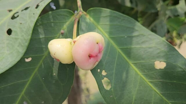 Syzygium samarangense has many common names depending on the region. Gulab Jamun, Jambos, Jambu, Malabar Plum, Panineer Champakka, Mountain Apple, Cloud apple, Wax apple, Malay apple, and Pau T&ecirc;e.