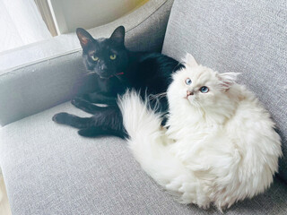 白い長毛種のくつろいだ様子の猫