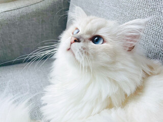 白い長毛種のくつろいだ様子の猫