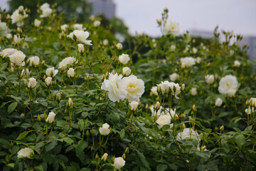 White roses blooming in a Japanese public garden.