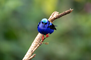 A Red-legged Honeycreeper in Costa Rica